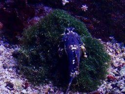 Haus des Meeres 4.02.2026